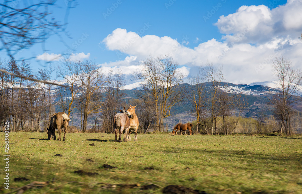 Naklejka premium herd of horses in mountains