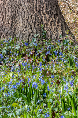 Sternhyazinthen Wald photo