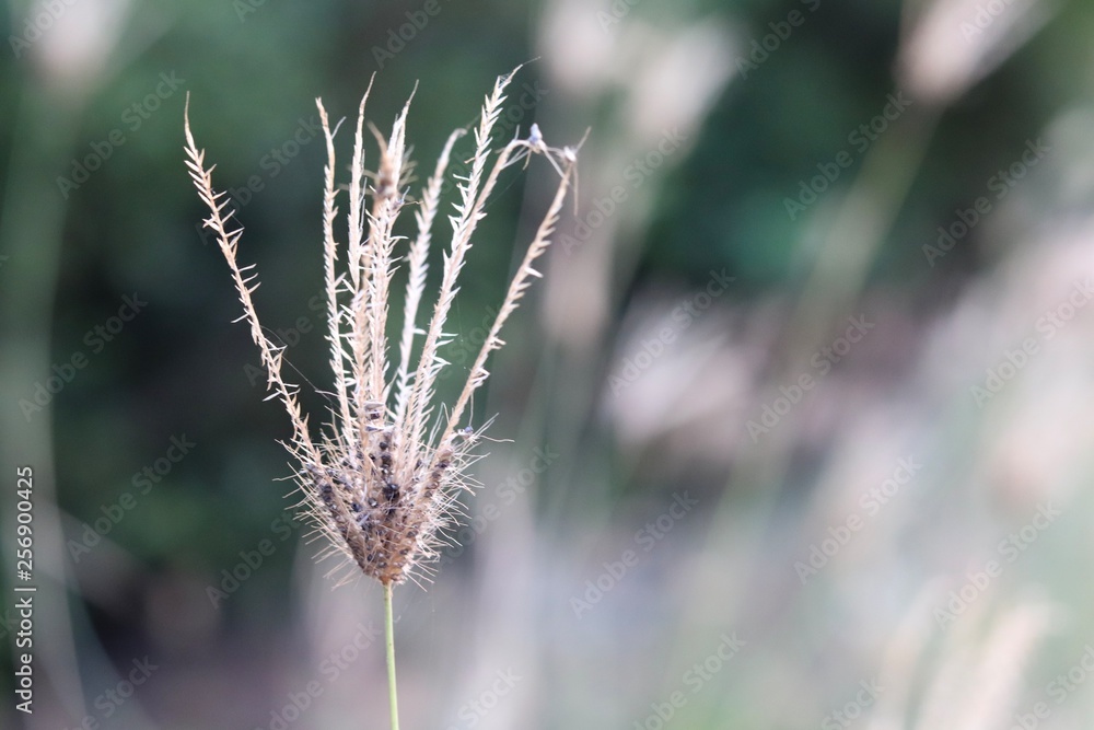 Any grass on the roadside. Any grass on the roadside.