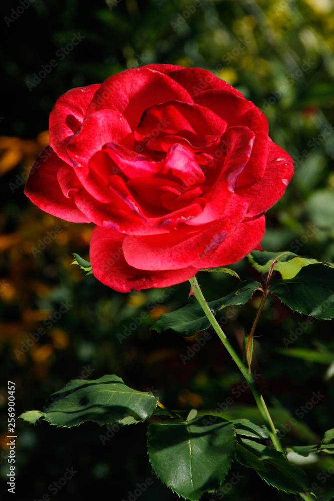 Rote Rose Rote Rose