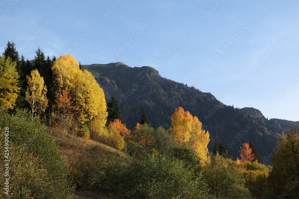 Autumn forest and village photos.artvin turkey Autumn forest and village photos.artvin turkey