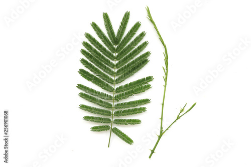 Asian Horsetail - Chaom Acacia, Leaves and branch of chaom , green plants have a special aroma. Used in cooking food, delicious. isolated on white background. photo