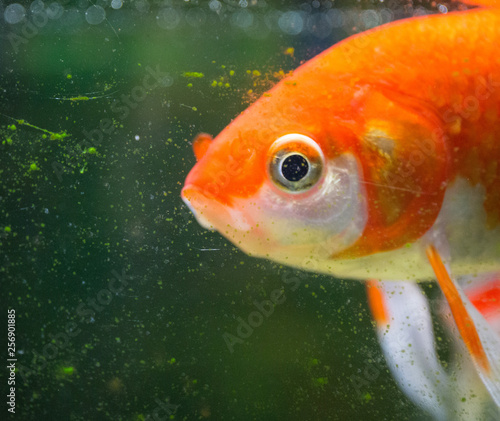 fish in aquarium