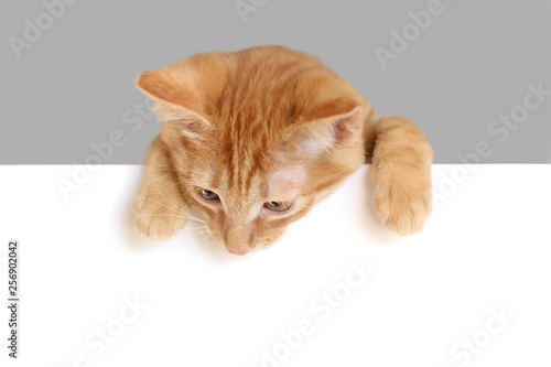  red kitten looking down over empty white banner. isolated on white background. Space for text