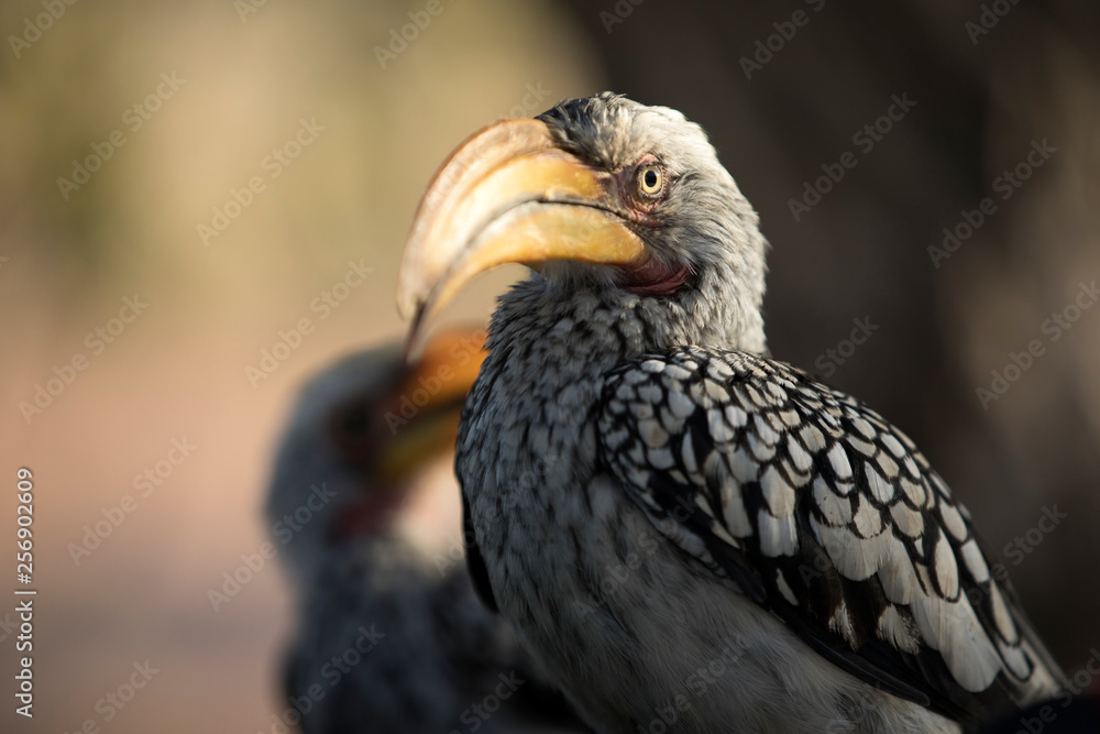 Yellow billed hornbill