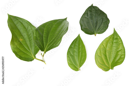 Piper betle leaf, betel leaf is herbal plant isolated on white background