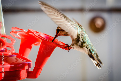 Hummingbird Gallery photo