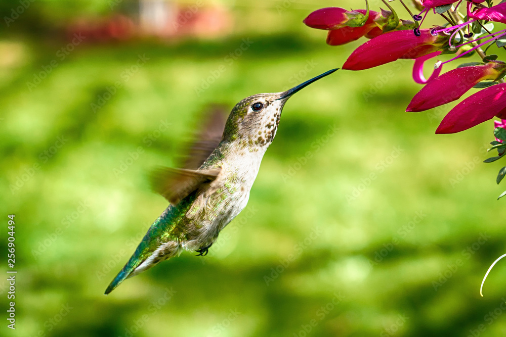 Obraz premium Hummingbird Gallery