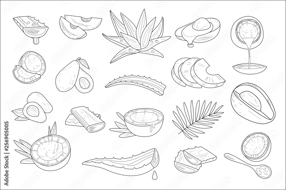 Hand drawn vector set of healthy natural products coconut, avocado and aloe. Elements for cosmetics packaging or advertising poster or flyers of spa or beauty salon