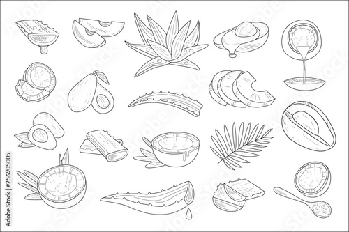 Hand drawn vector set of healthy natural products coconut  avocado and aloe. Elements for cosmetics packaging or advertising poster or flyers of spa or beauty salon