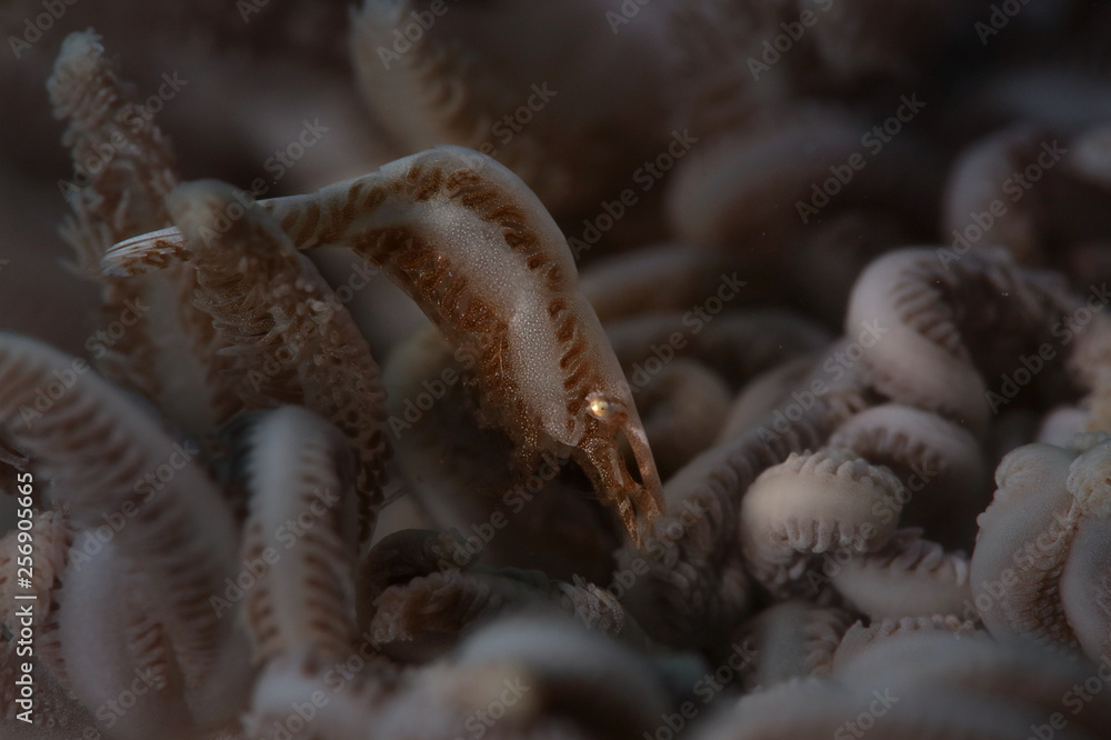 Shrimp Hippolyte tenuicarpus. Picture was taken in Ambon, Indonesia Shrimp Hippolyte tenuicarpus. Picture was taken in Ambon, Indonesia