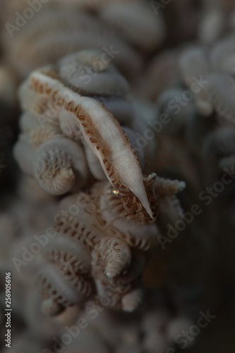 Shrimp  Hippolyte tenuicarpus. Picture was taken in Ambon, Indonesia © Oksana