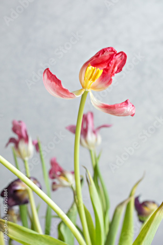 Fototapeta Naklejka Na Ścianę i Meble -  Old dried pink tulips on gray background