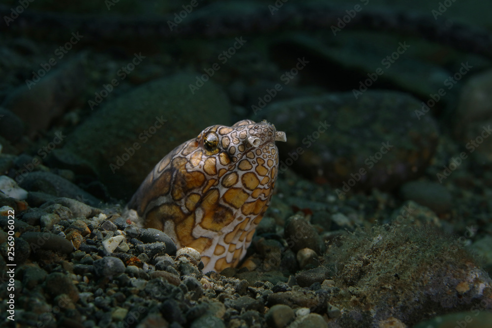 Napoleon snake ell (Ophichthus bonaparti) in Ambon bay, Indonesia Napoleon snake ell (Ophichthus bonaparti) in Ambon bay, Indonesia