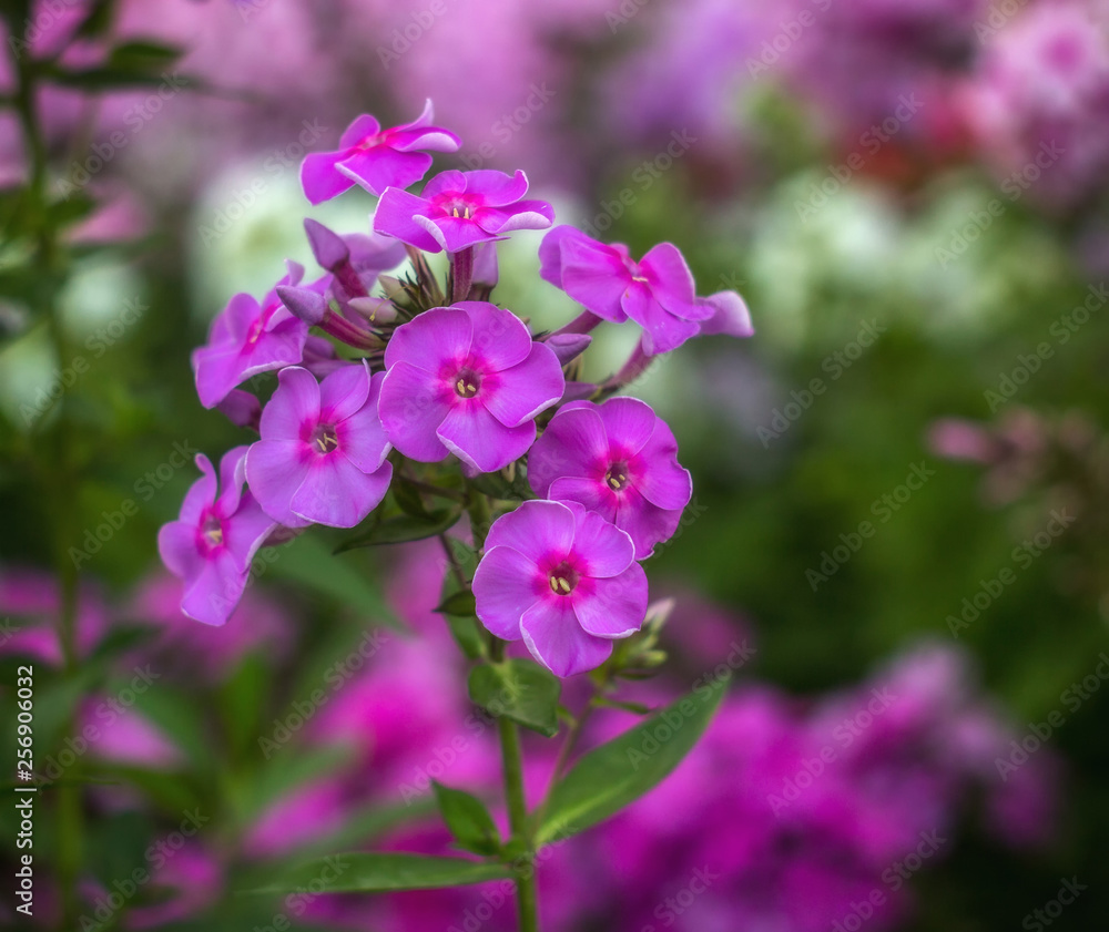 Phlox flowers in garden with soft background