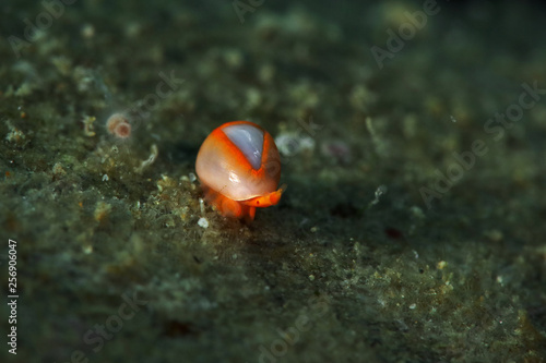 Sea snail (Cystiscus minutissimus)  from Ambon bay, Indonesia photo