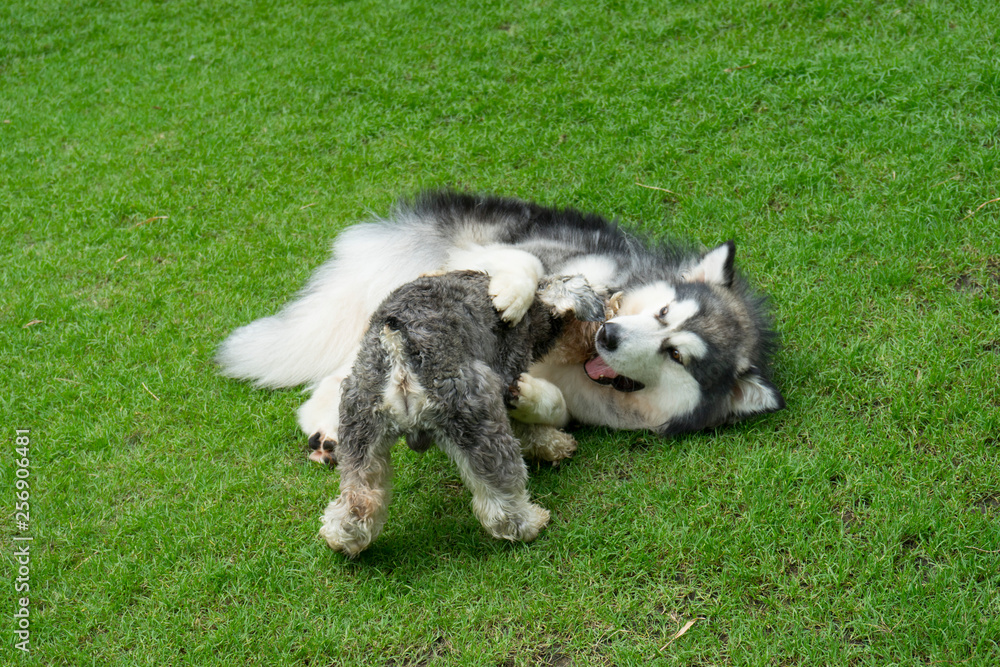 Fototapeta premium two dogs playing together on the grass