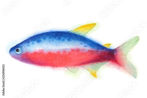 Aquarium cardinal tetra fish. Tropical coral reef sealife. Watercolor illustration.