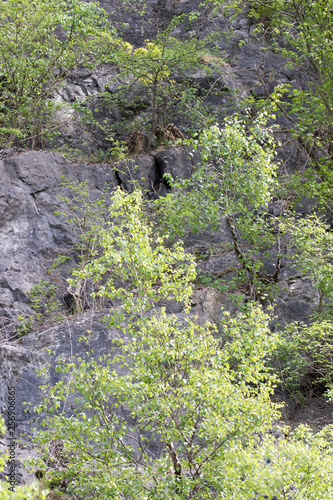 Uhu mit zwei Ästlingen auf einem Felsband im Steinbruch