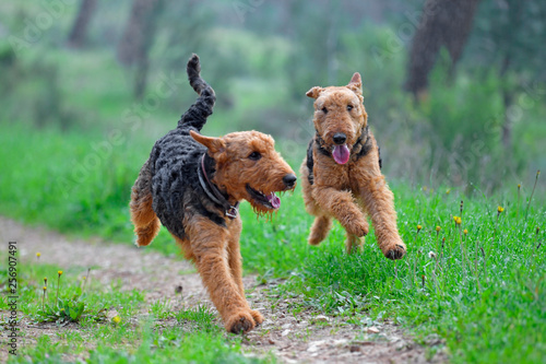 Airedale Terrier dog (1.3 year old) enjoys a walk in nature