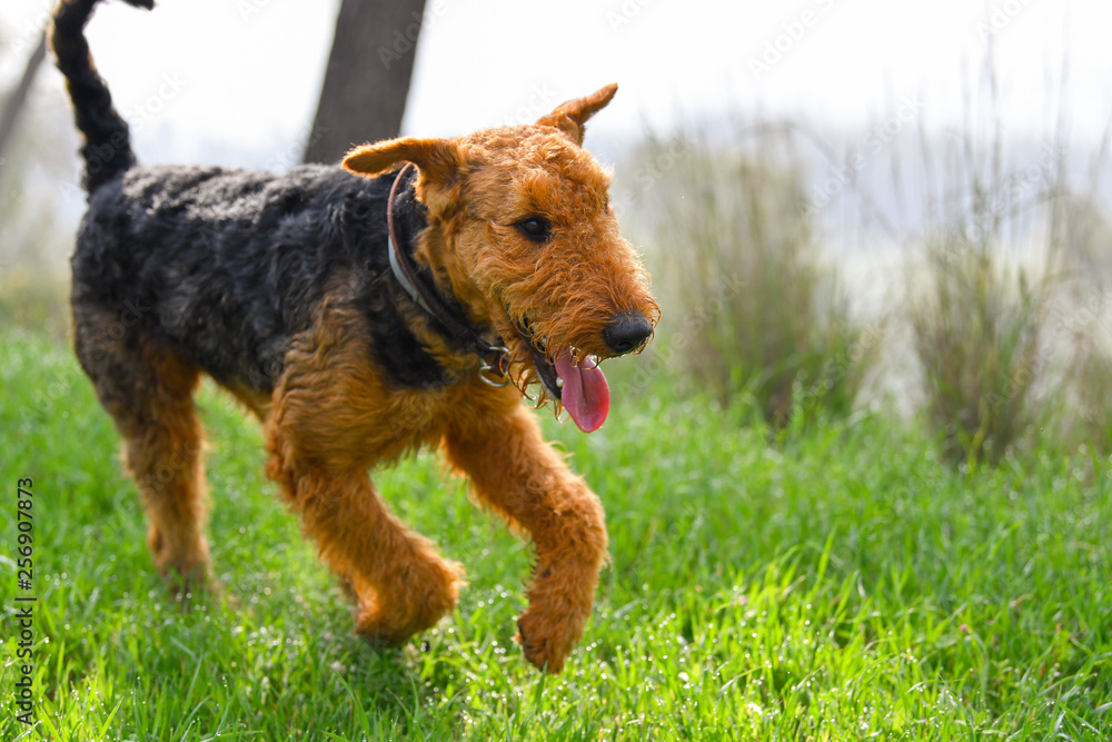 Airedale Terrier dog (1.3 year old) enjoys a walk in nature Airedale Terrier dog (1.3 year old) enjoys a walk in nature