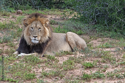 A lion rests on the ground near Port Elizabeth in South Africa.