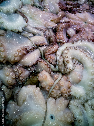 Fototapeta Naklejka Na Ścianę i Meble -  fresh octopus in the fish market