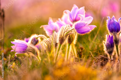 Greater pasque flowers (Pulsatilla grandis) with water drops, nature reserve in 