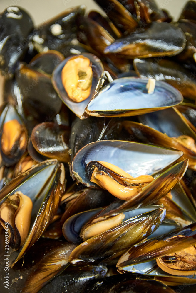 Close up shot of an opened mussel. Delicious mediterranean boiled mollusk meal. Paella ingredient. Close up shot of an opened mussel. Delicious mediterranean boiled mollusk meal. Paella ingredient.