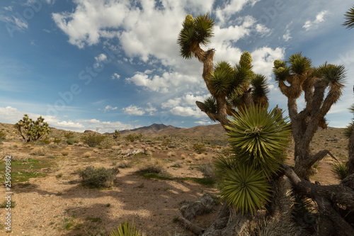 Horizontal image showing the spiky leaves of a joshua tree in the Mohave desert under a blue sky with puffy white clouds.