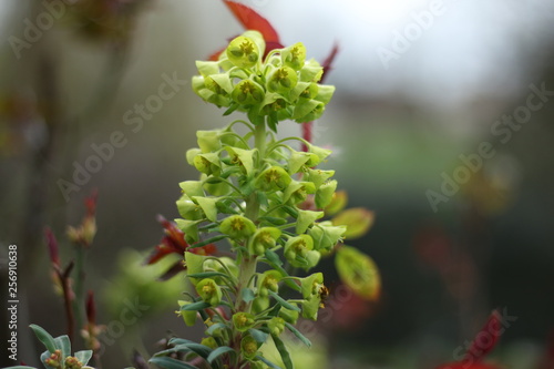Bright and vivid Euphorbia