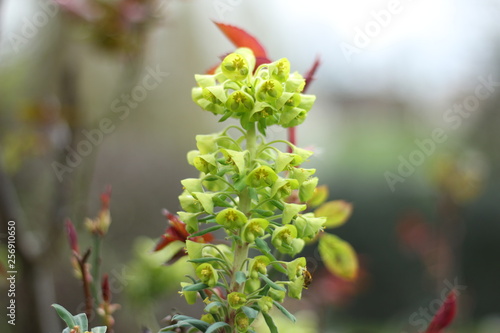 Bright and vivid Euphorbia © Jaime