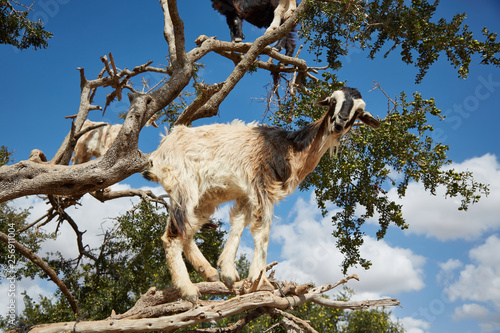 Ziege im Baum blickt auf Betrachter herab
