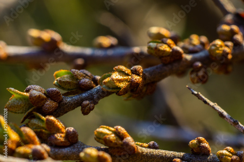 young little buds