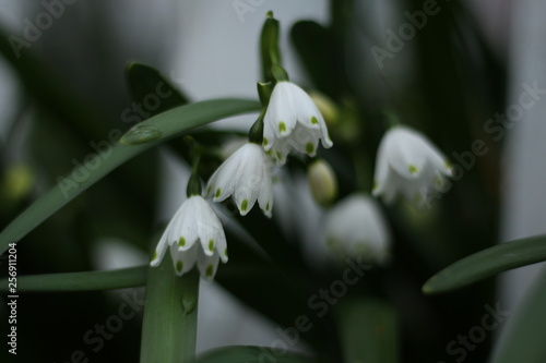 snowflake flowering bulb photo