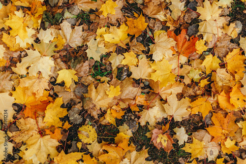 Yellow and orange leaves lie on the ground. Fallen maple leaves. Top view