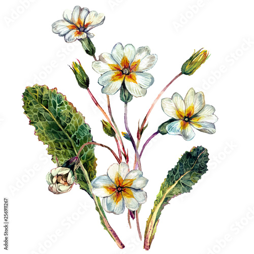 Watercolor Primrose Composition