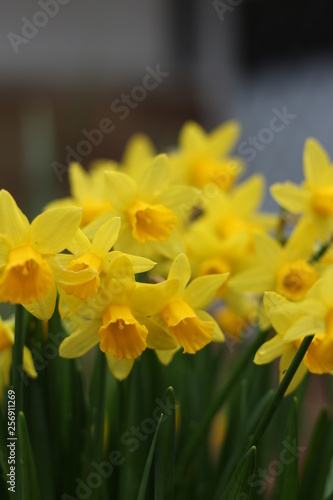 Daffodils