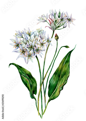 Watercolor Ramson Composition