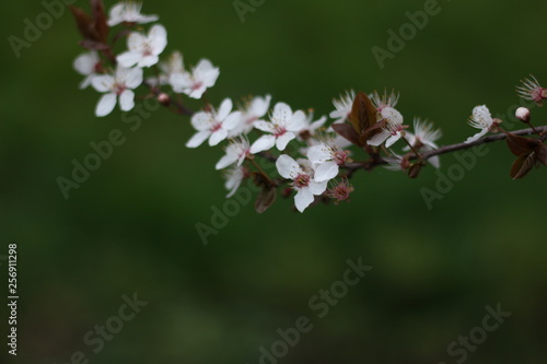 Winter Blossom