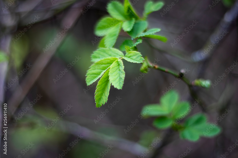Springtime new leaf growth on tree with shallow depth of field Springtime new leaf growth on tree with shallow depth of field