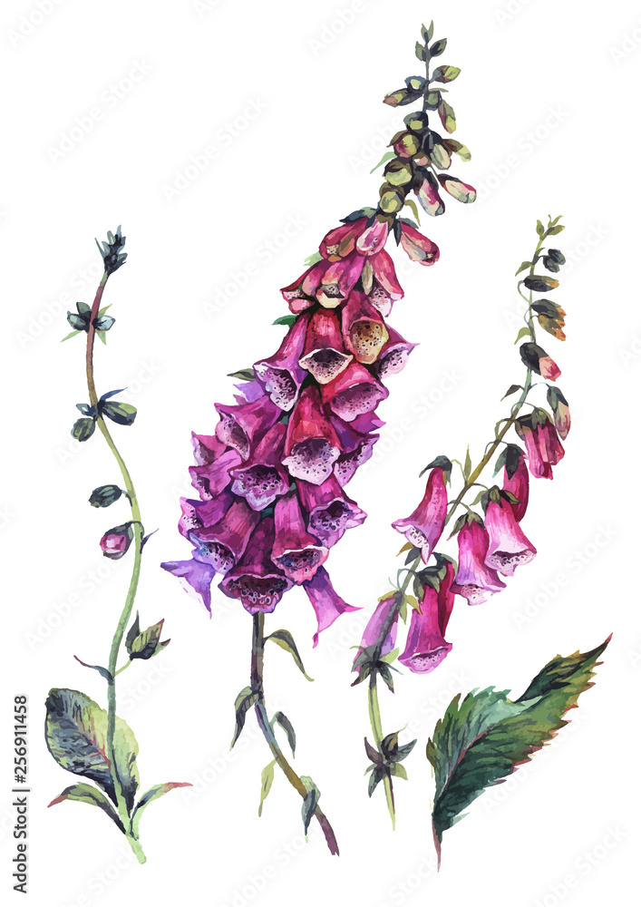 Watercolor Foxglove Composition - obrazy, fototapety, plakaty 