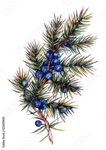 Watercolor Juniper Branch