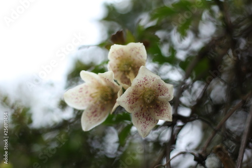 Winter flowering clematis