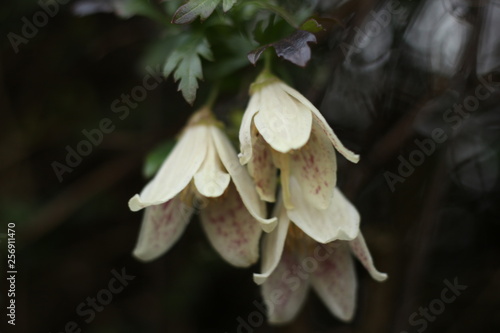 Winter flowering clematis