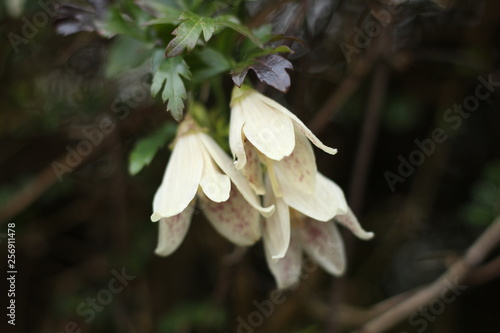 Winter flowering clematis