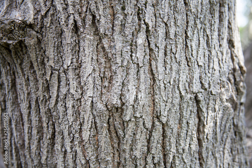 Fototapeta Naklejka Na Ścianę i Meble -  tree trunk texture close up