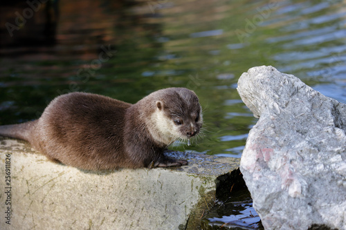 Portrait of eurasian pigmy otter (Lutra lutra) on the stone
