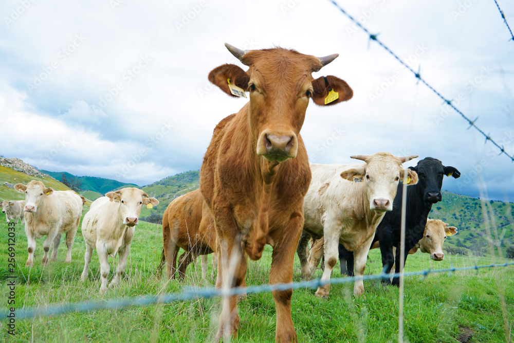 multi colored red brown black white beef cattle graze on green pasture. Herd of cows in green field. multi colored red brown black white beef cattle graze on green pasture. Herd of cows in green field.