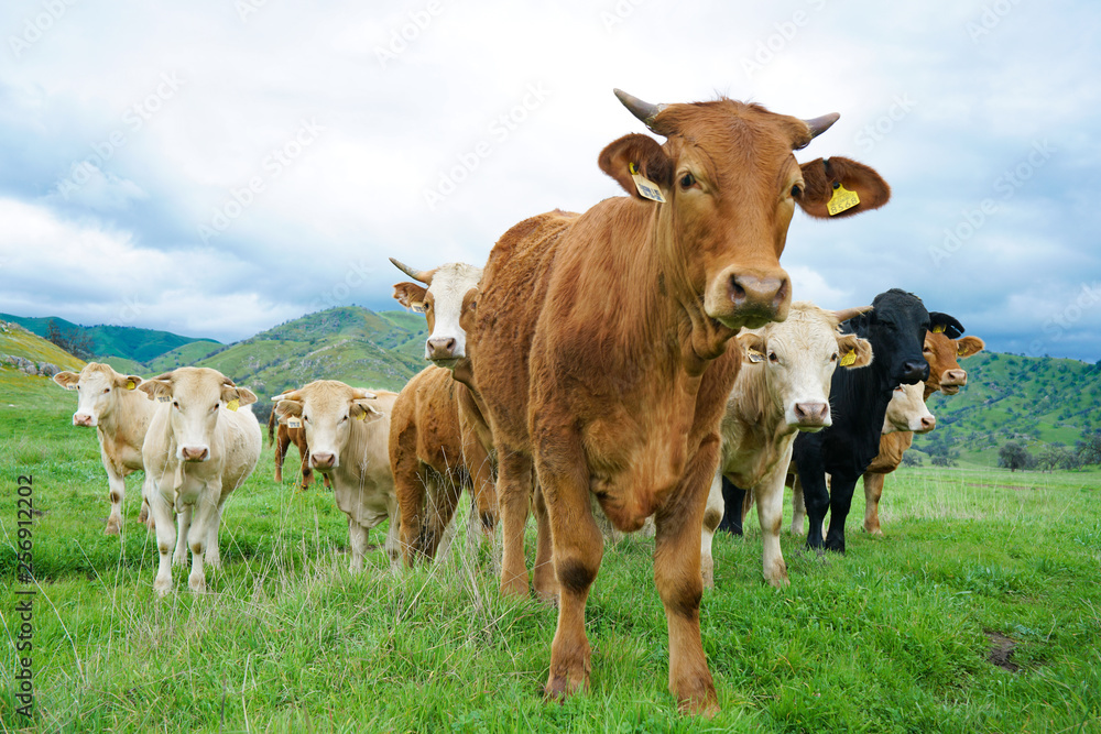 multi colored red brown black white beef cattle graze on green pasture. Herd of cows in green field. multi colored red brown black white beef cattle graze on green pasture. Herd of cows in green field.